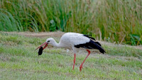 čáp stork-7343092 1280